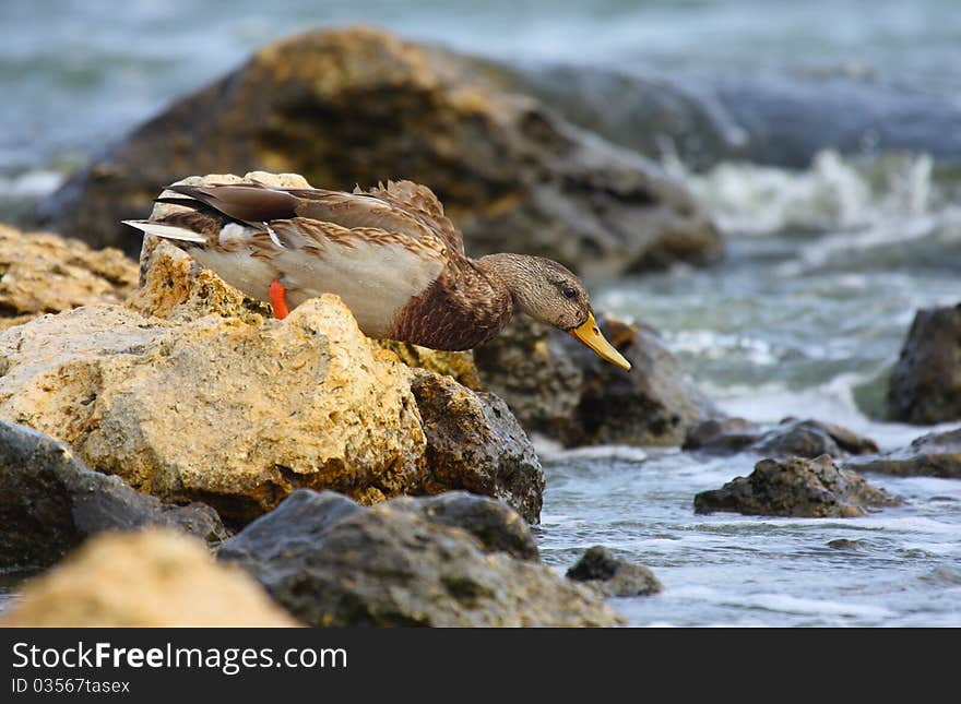 Mallard duck going to swim