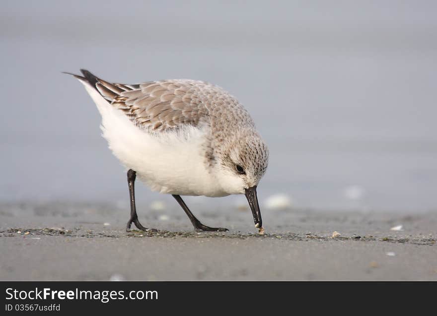 Sanderling (calidris alba) searching for foo on beach. Sanderling (calidris alba) searching for foo on beach