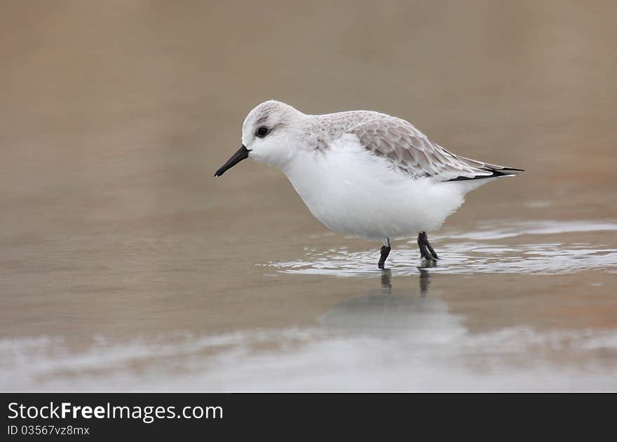 Sanderling (calidris alba) resting in water. Sanderling (calidris alba) resting in water