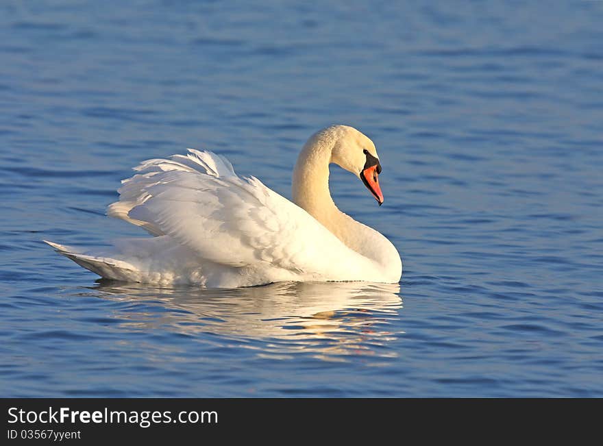 Mute swan on blue water