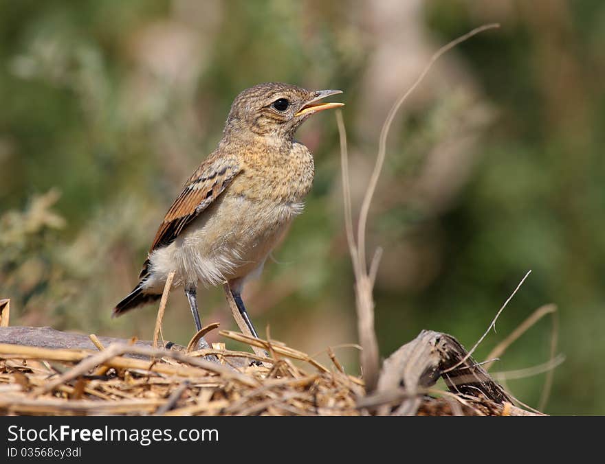 Young Northern Wheatear