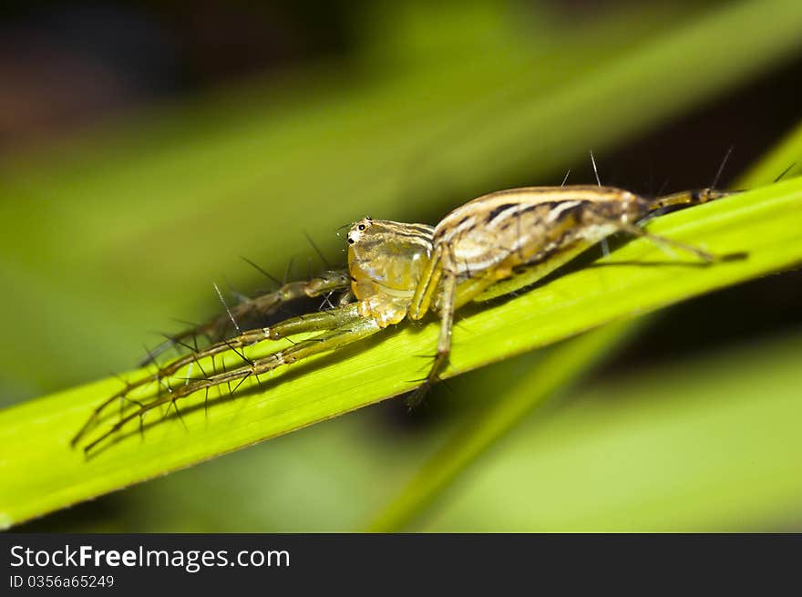 Closed up of spider on the green leaf