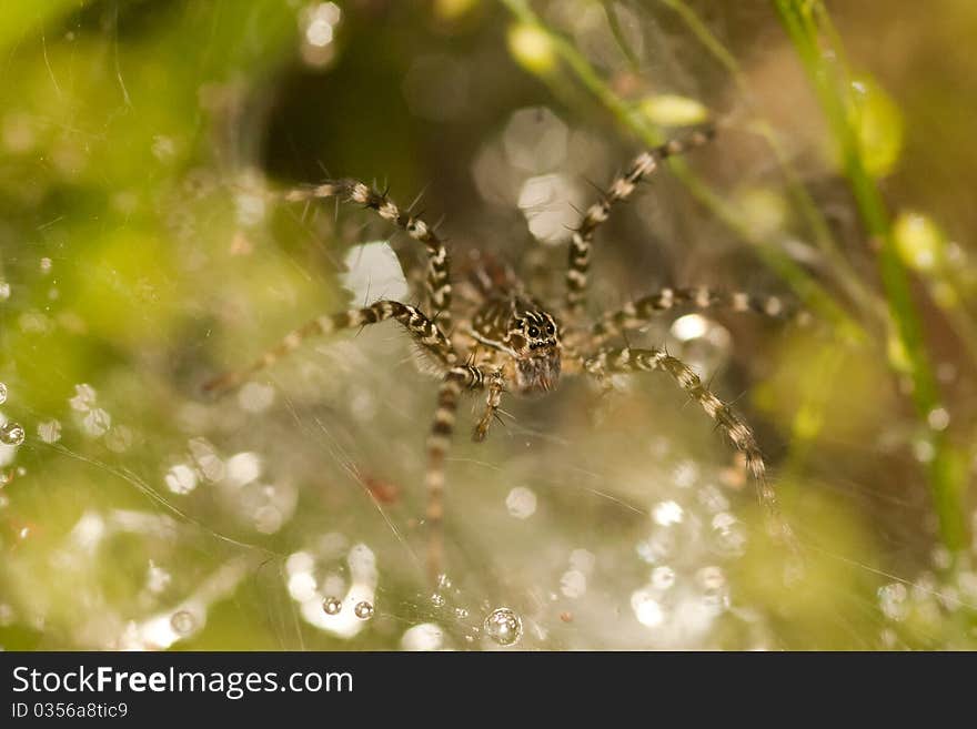 Closed up of spider on the green leaf