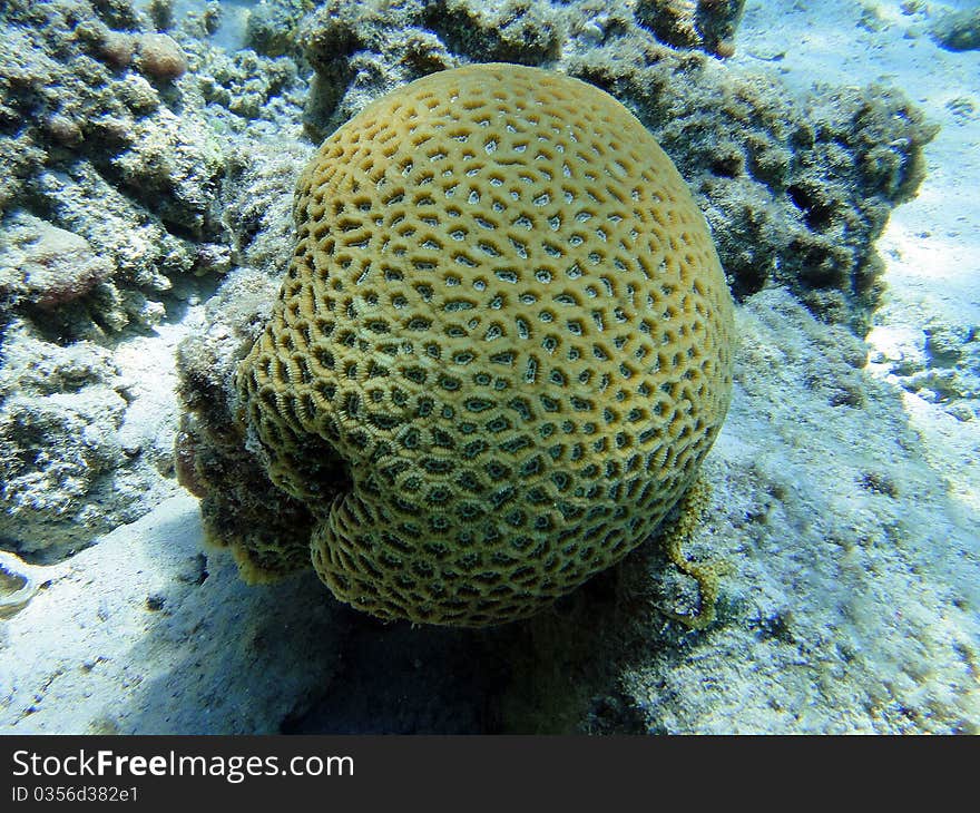 Globular Coral