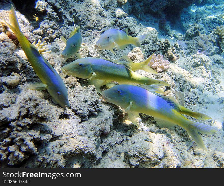 Mullus find food, Red Sea, Egypt.