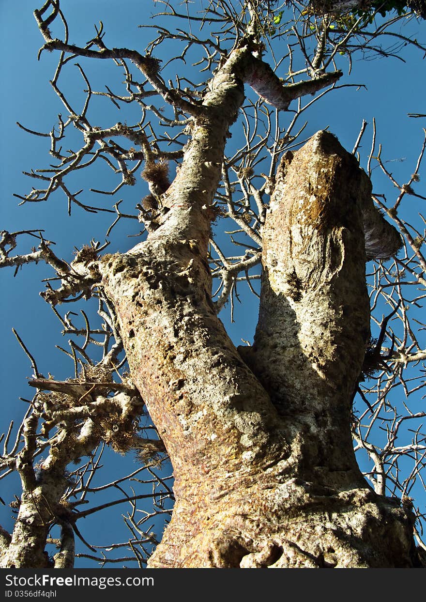 Baobab detail in blue sky. It is a very popular tree in Africa (this is from Kenya). Baobab detail in blue sky. It is a very popular tree in Africa (this is from Kenya)