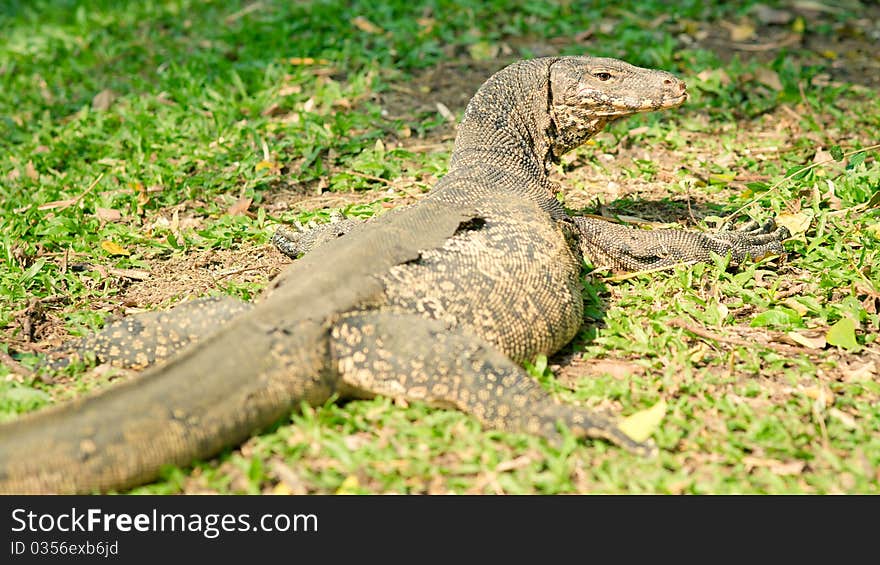 Large monitor lizard on the grass, close-up. Large monitor lizard on the grass, close-up