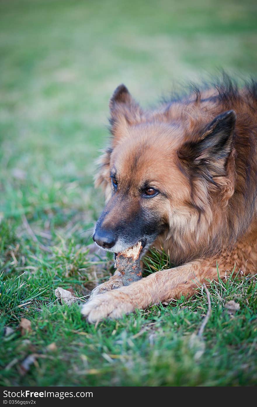 Belgian Shepherd Dog lying in grass