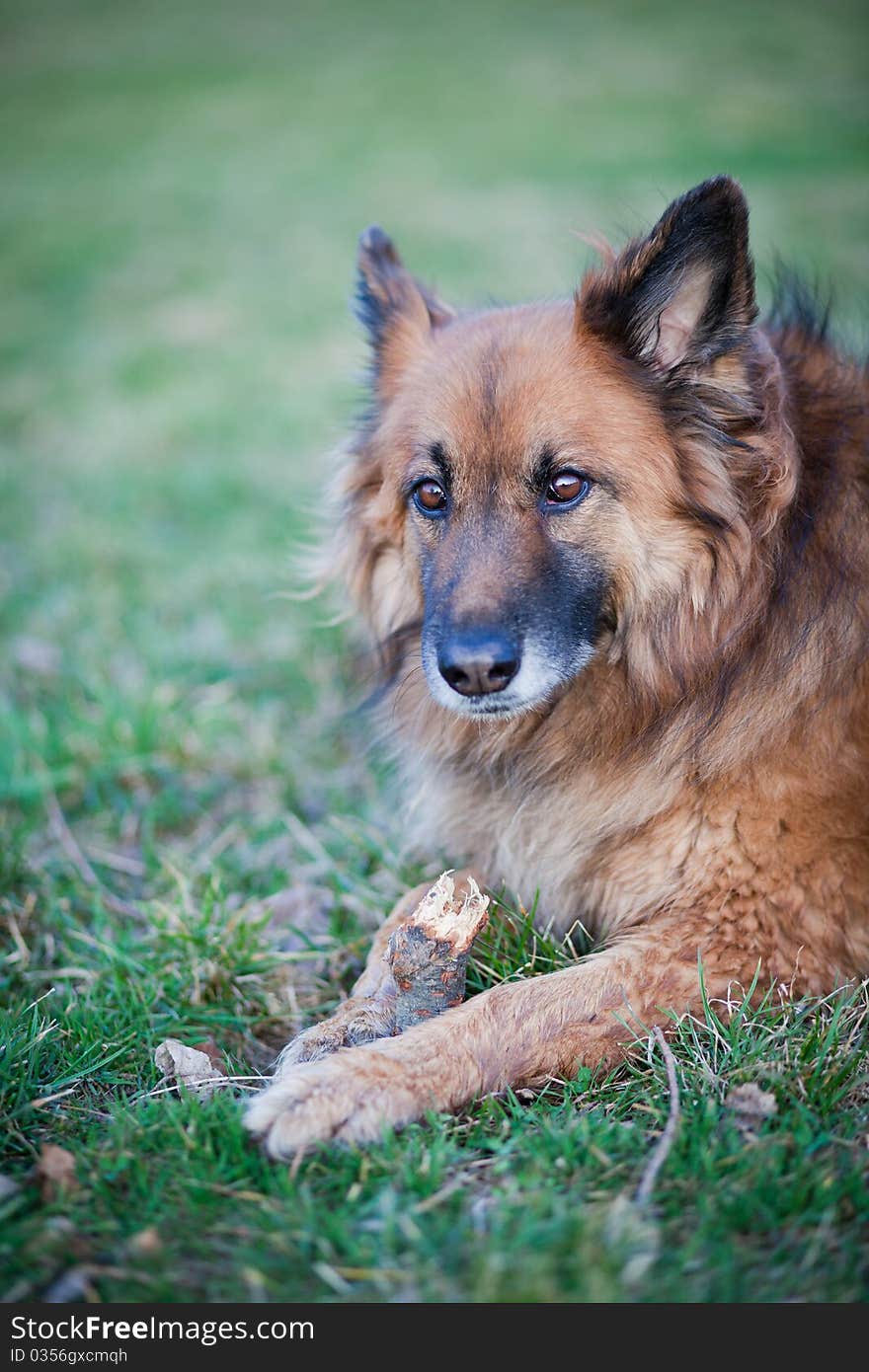 Belgian Shepherd Dog