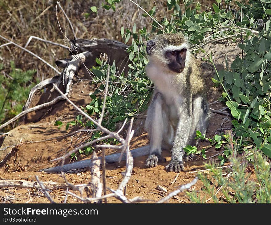 Portrait of a little monkey in kenya national park of Tsavo East. Portrait of a little monkey in kenya national park of Tsavo East