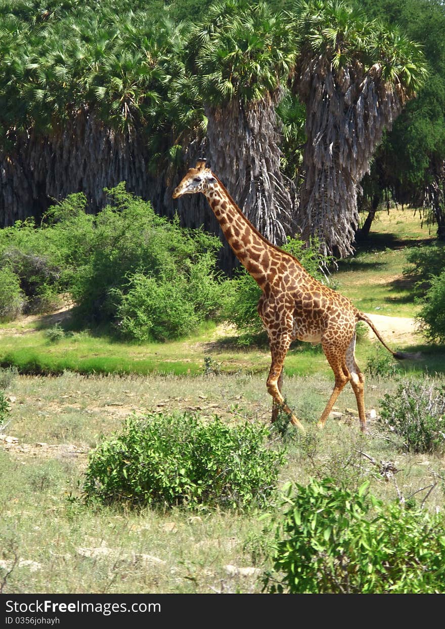 Portrait of a beautiful wild giraffe living in kenya national park of Tsavo East. Portrait of a beautiful wild giraffe living in kenya national park of Tsavo East