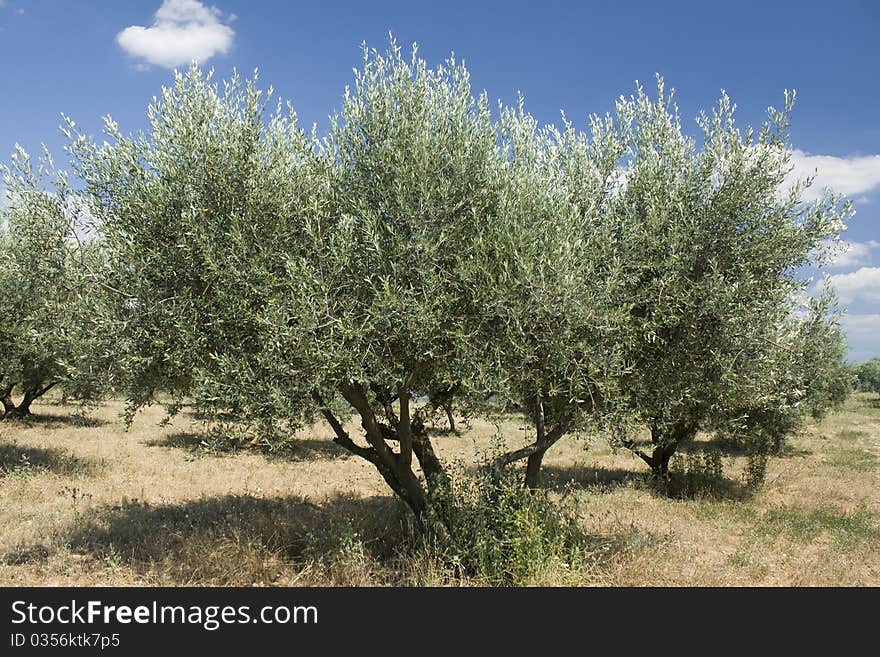 Olive tree in countyrside from Provence, France. Olive tree in countyrside from Provence, France.