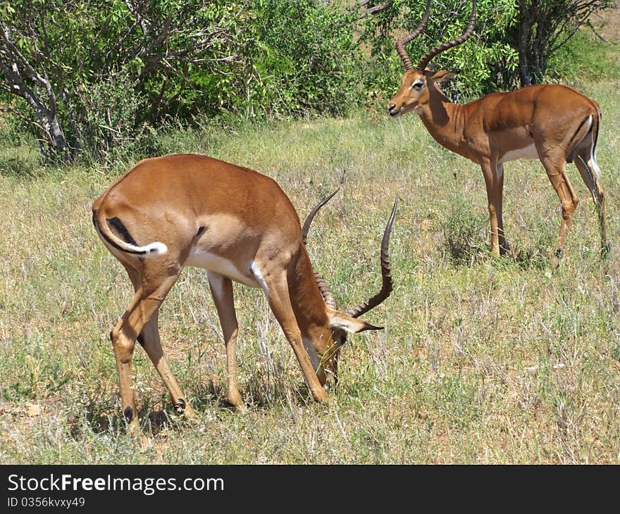 Couple of imapala from Kenya national park of Tsavo East during a safari. Couple of imapala from Kenya national park of Tsavo East during a safari