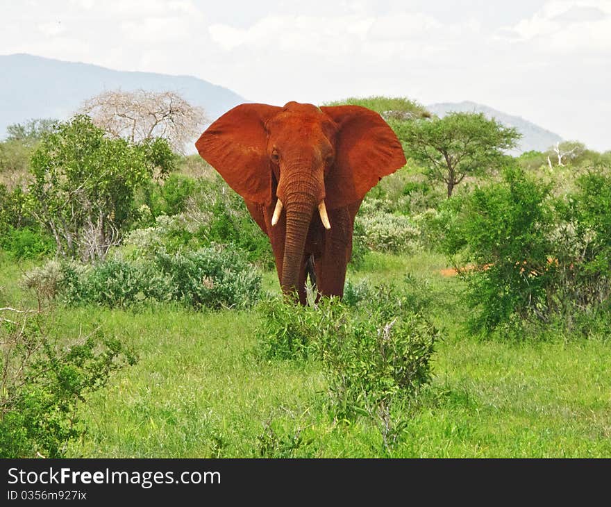 A red elephant watching you from Tsavo East national park (Kenya, Africa). A red elephant watching you from Tsavo East national park (Kenya, Africa)