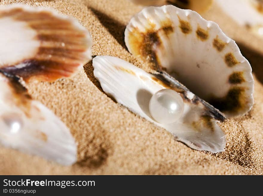 Pearls in the seashells. Marine life.