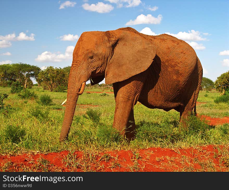 A red elephant profile from Tsavo East national park (Kenya, Africa) with red land savannah and grass