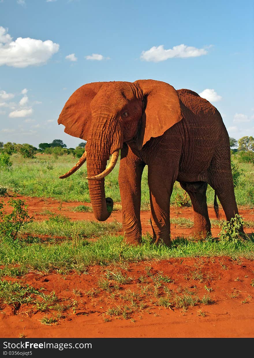 A red elephant from Tsavo East national park (Kenya). A red elephant from Tsavo East national park (Kenya)