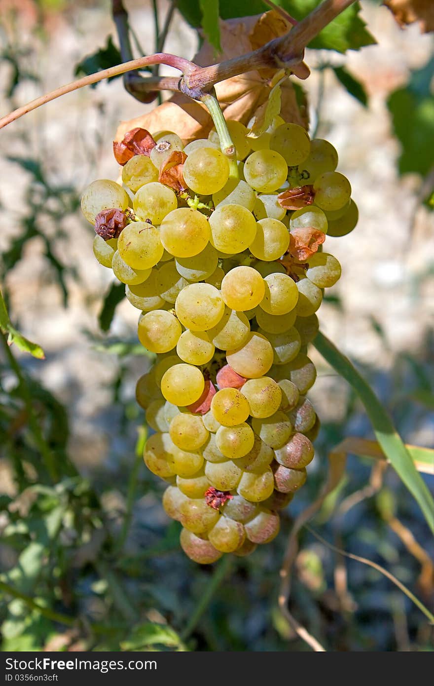 Llight grape cluster close to background of vineyard.An image with shallow depth of field.