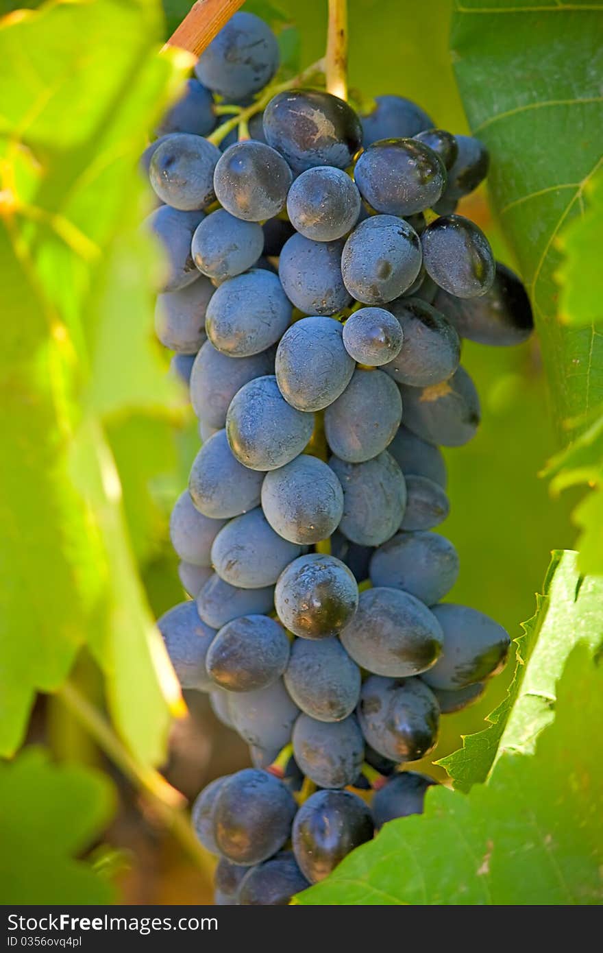 Cluster  grapes