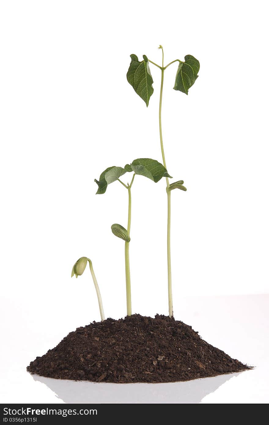 Three bean stems all different sizes