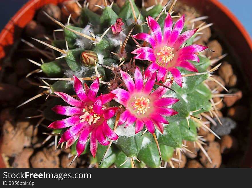 Cactus with blossoms on a dark background (Mammillaria).An image with shallow depth of field. Cactus with blossoms on a dark background (Mammillaria).An image with shallow depth of field.