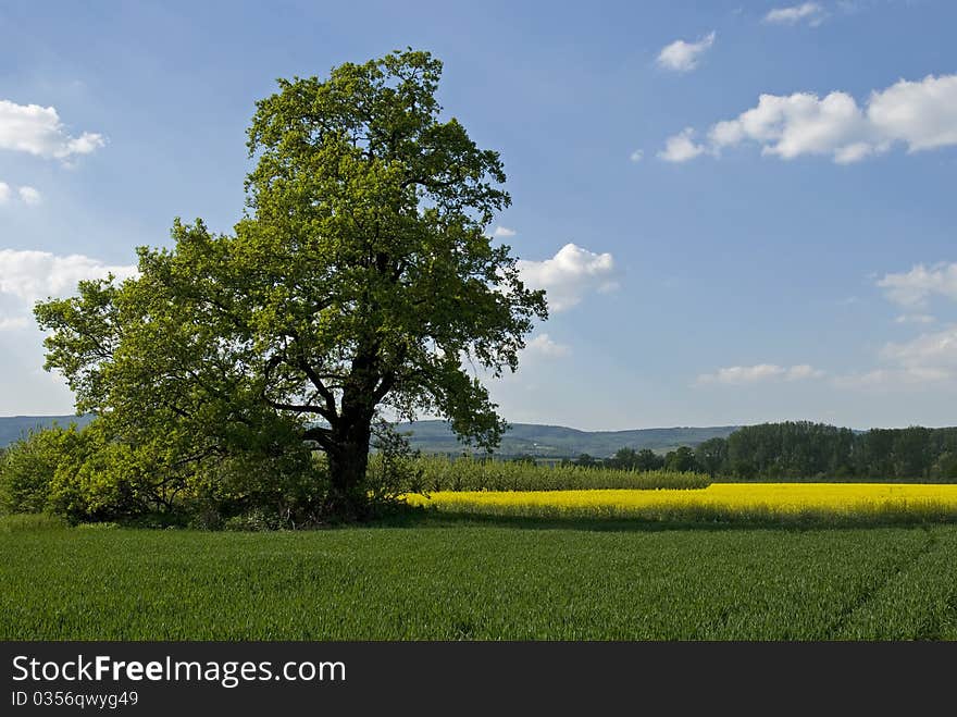 Big tree in spring with a rape field in the background. Big tree in spring with a rape field in the background