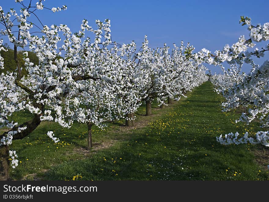 Cherry trees with white blooms in a row. Cherry trees with white blooms in a row