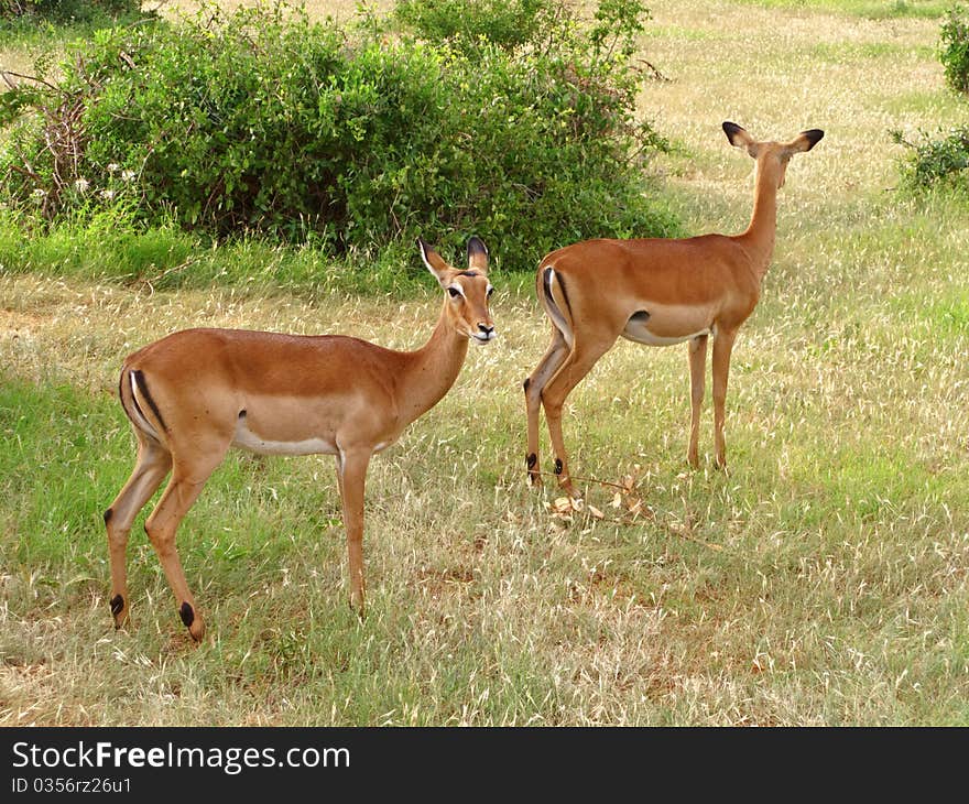 Couple of antelopes from Kenya (Africa) during a safari. Couple of antelopes from Kenya (Africa) during a safari