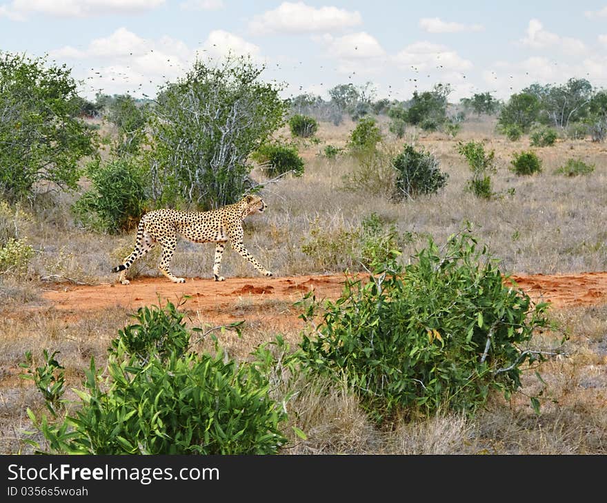 Cheetah in african savannah