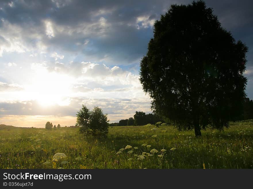 Lonely tree in the meadow