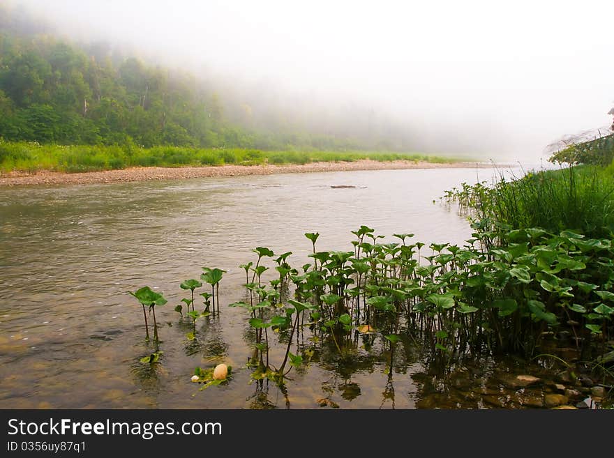 Mountain river and forest in fog at dawn