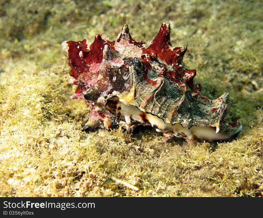 A shell living in Kenya coral reef of Watamu.