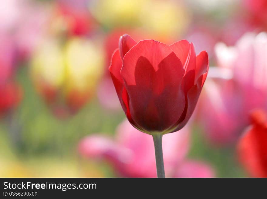 Red, pink and yellow tulips blooming in a garden, a red one closeup. Red, pink and yellow tulips blooming in a garden, a red one closeup