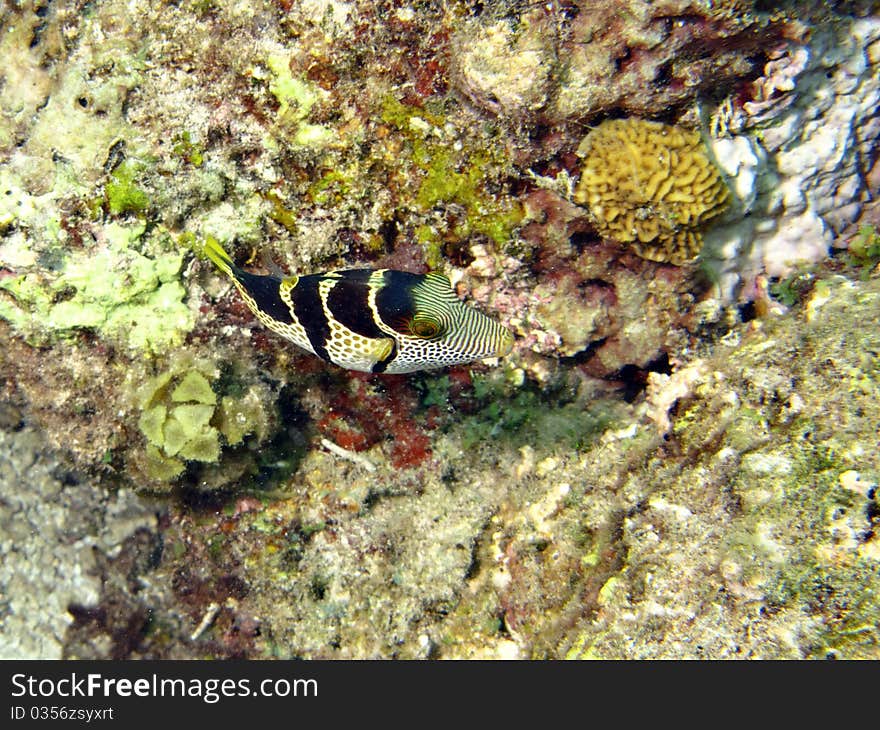 A little Valentini's puffer living in the coral reef of Kenya. 
italian name: Pesce Palla di Valentini
scientific name: Canthigaster valentini
english name: Valentini's sharpnose puffer