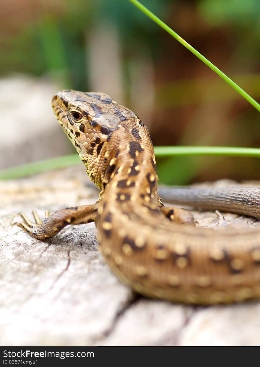 Sand Lizard