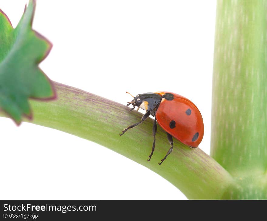 Ladybug on a plant, isolated on white background