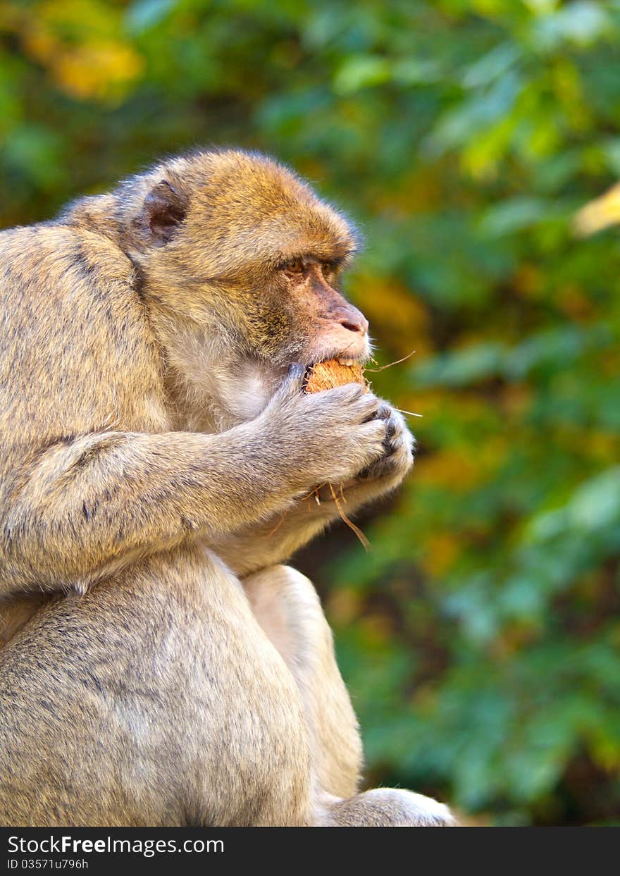 Portrait of macaque in the nature