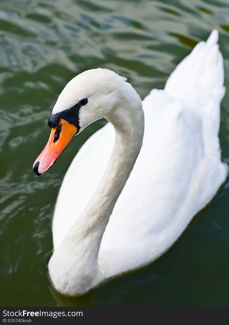 Beautiful white swan on the water