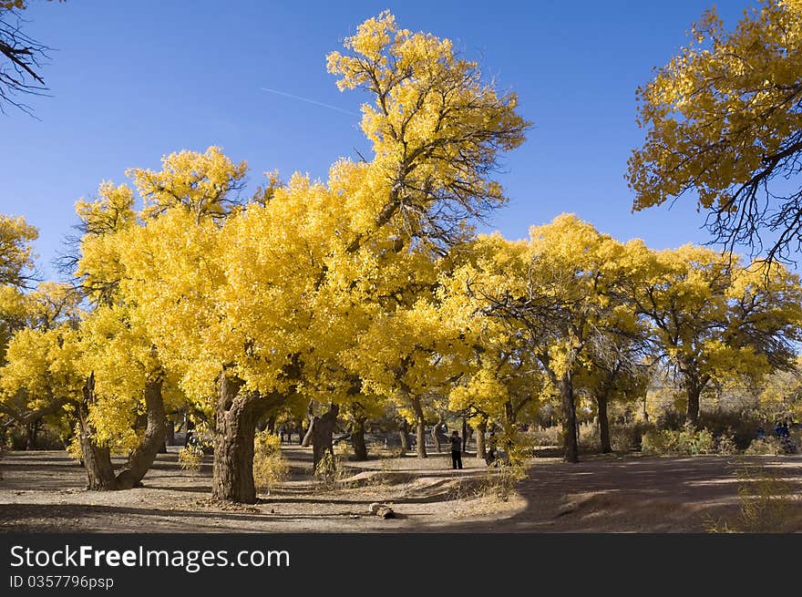 Inner Mongolia, China EJINAQI of Populus euphratica