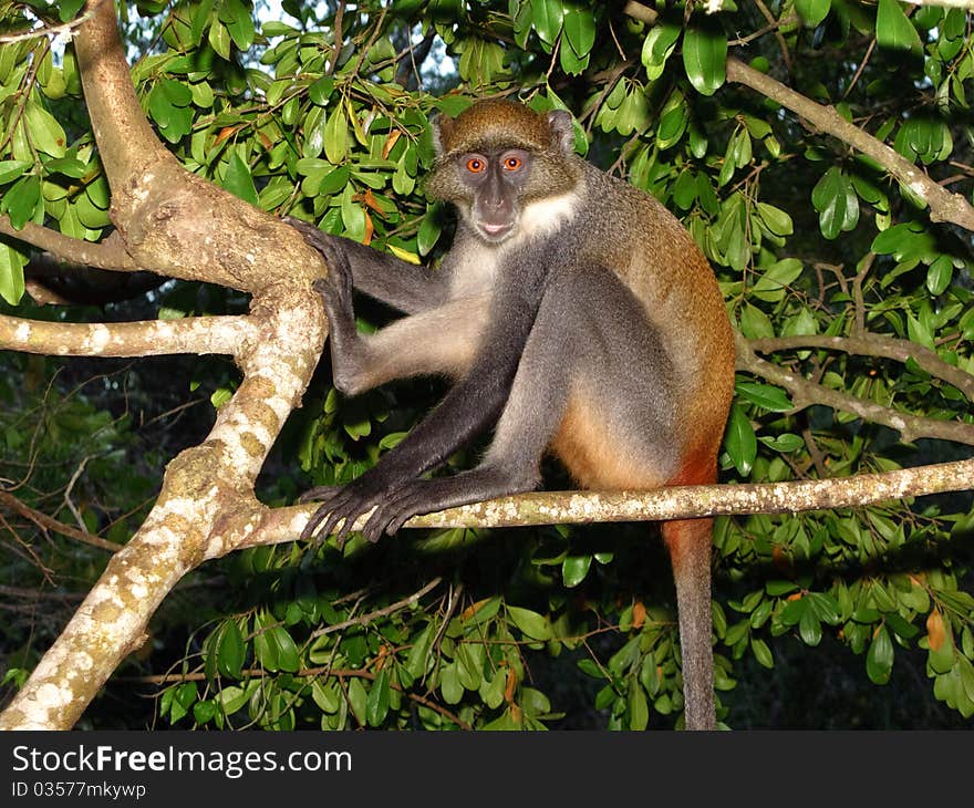 Portrait of a little african monkey in a green big tree. Portrait of a little african monkey in a green big tree