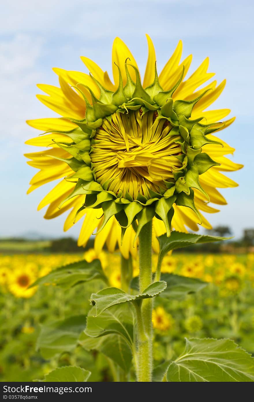 Sunflower field in country ,Thailand