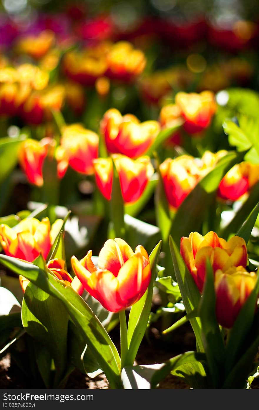 Close up on fresh tulips in warm sunlight