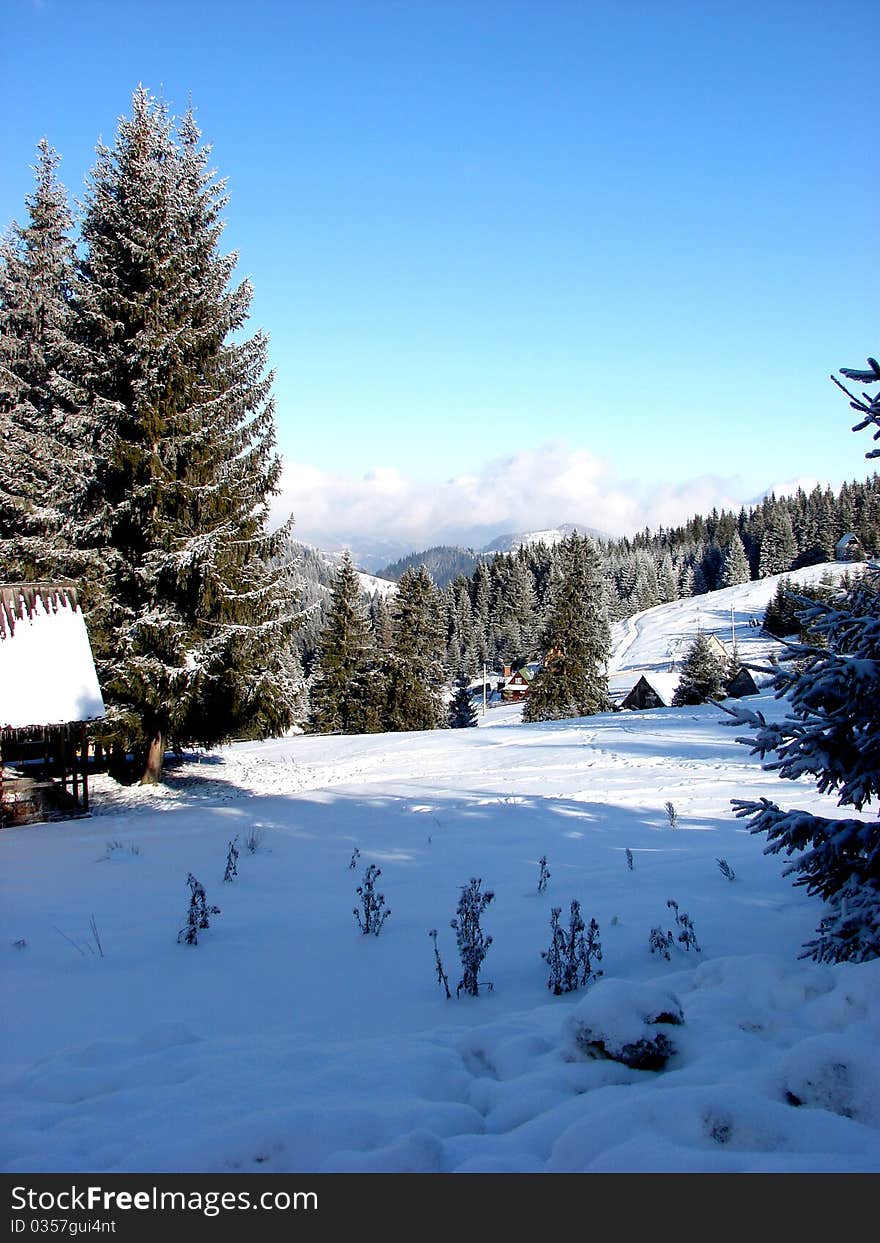 Snowed forest at Baisoara Romania. Snowed forest at Baisoara Romania