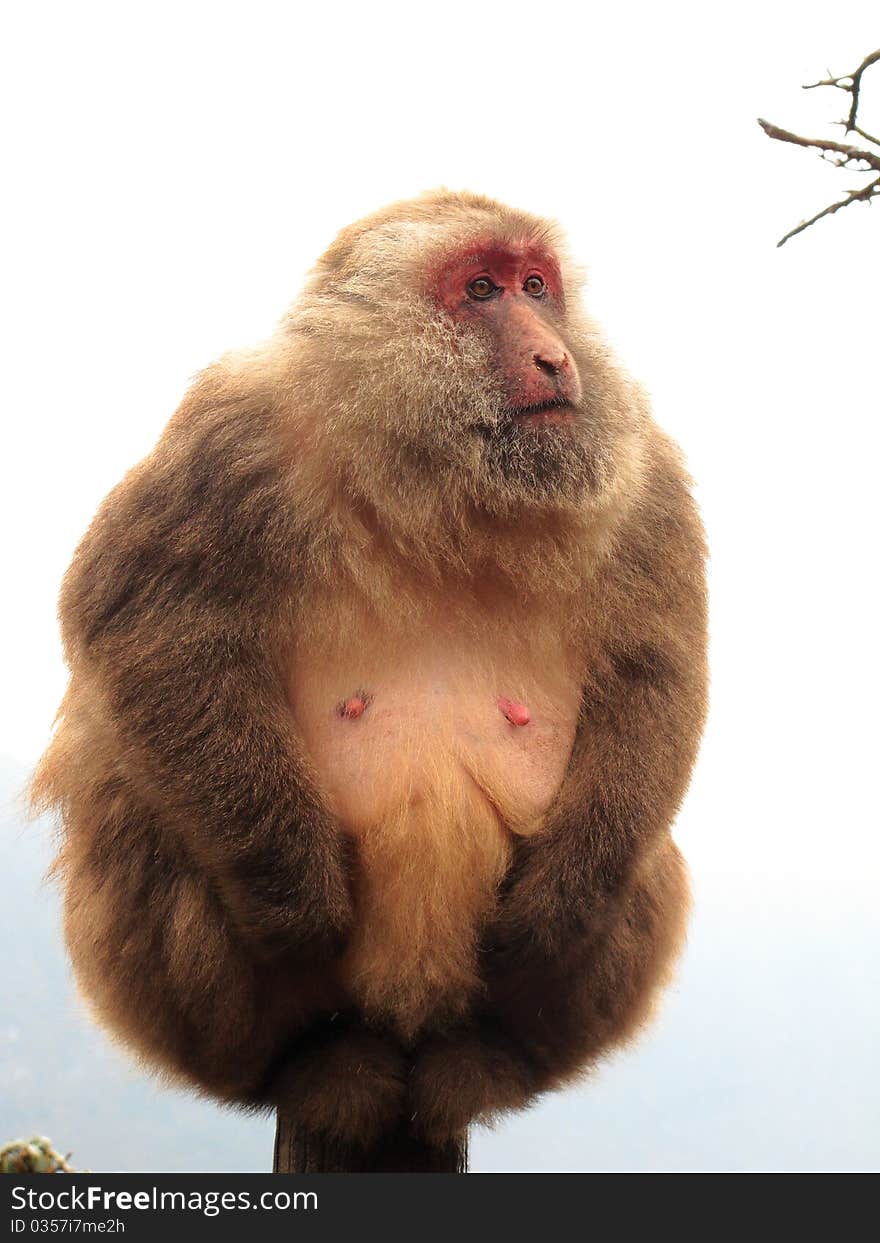 A fat wild monkey in the Emei Mountain China feel cold in winter