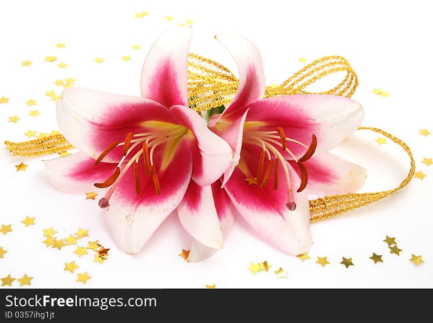 Pink lilies on a white background