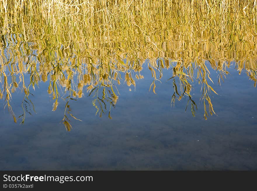 Quiet autumn lake