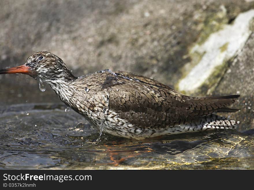 Common redshank in water