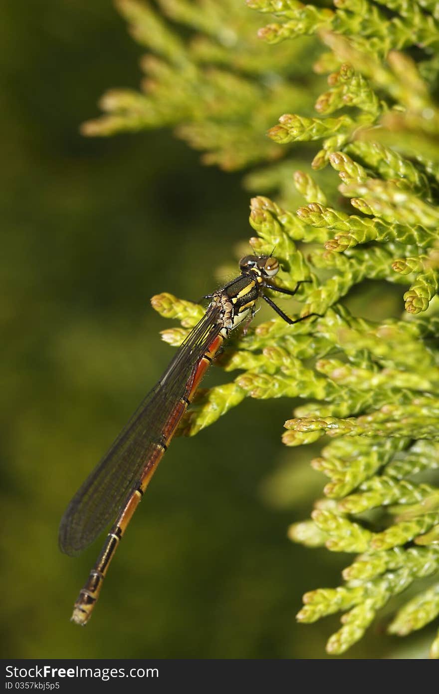 Emerald Damselfly (lestes sponsa) is a damselfly.