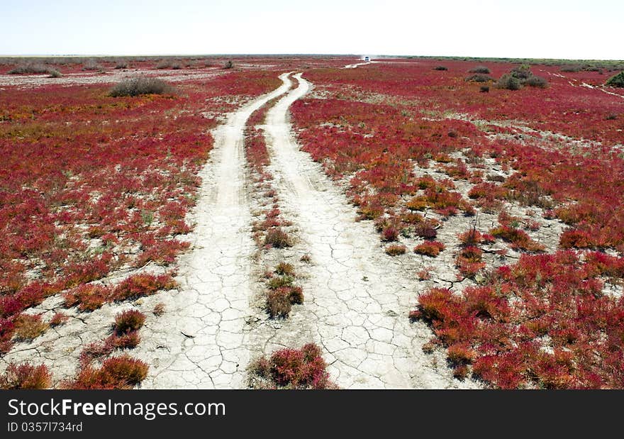 Road through the red vegetation.