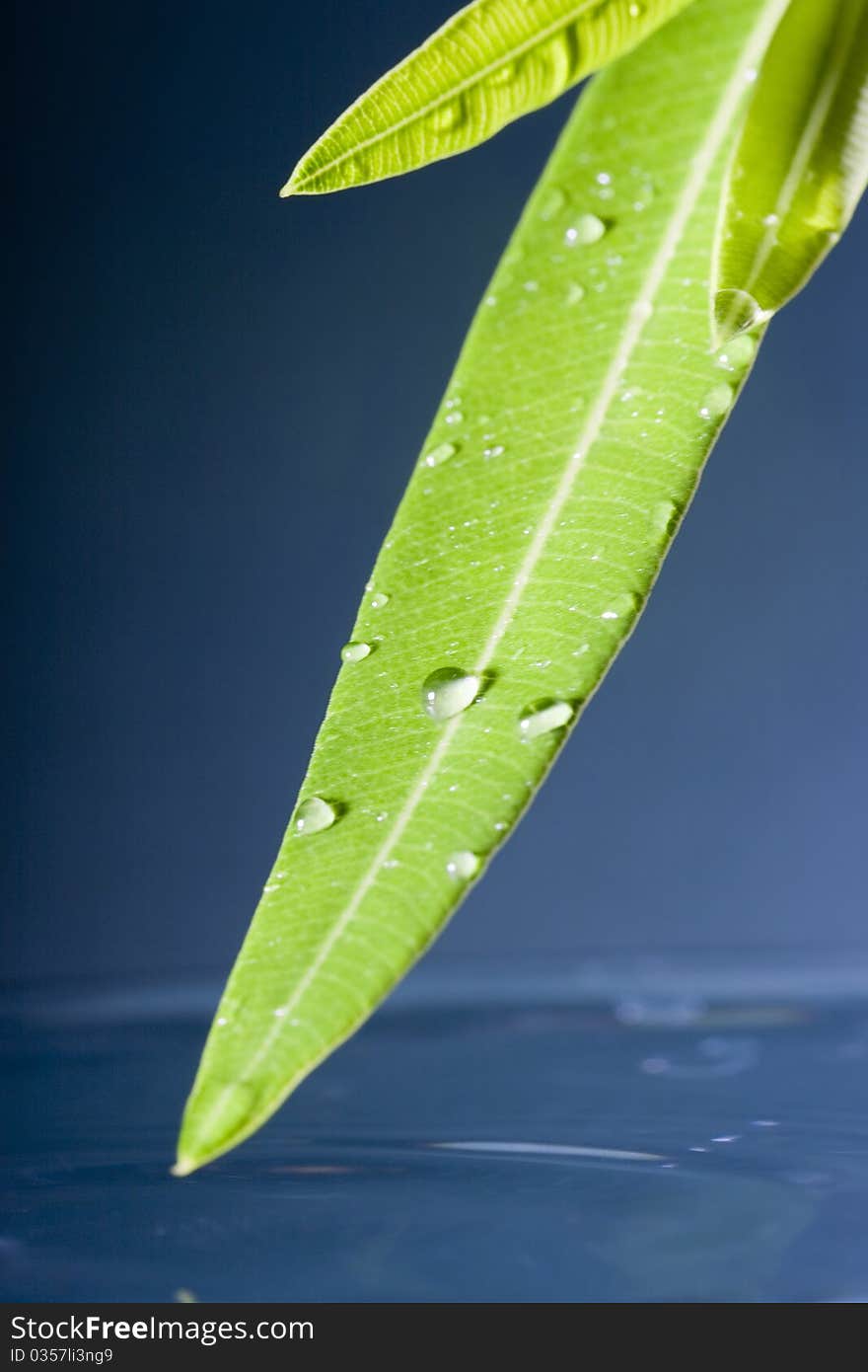 Water dripping on the green leaves into the pond. Water dripping on the green leaves into the pond.